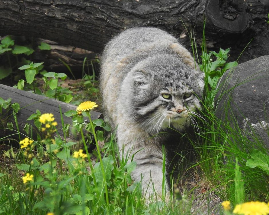 Кот Манул Даурский заповедник