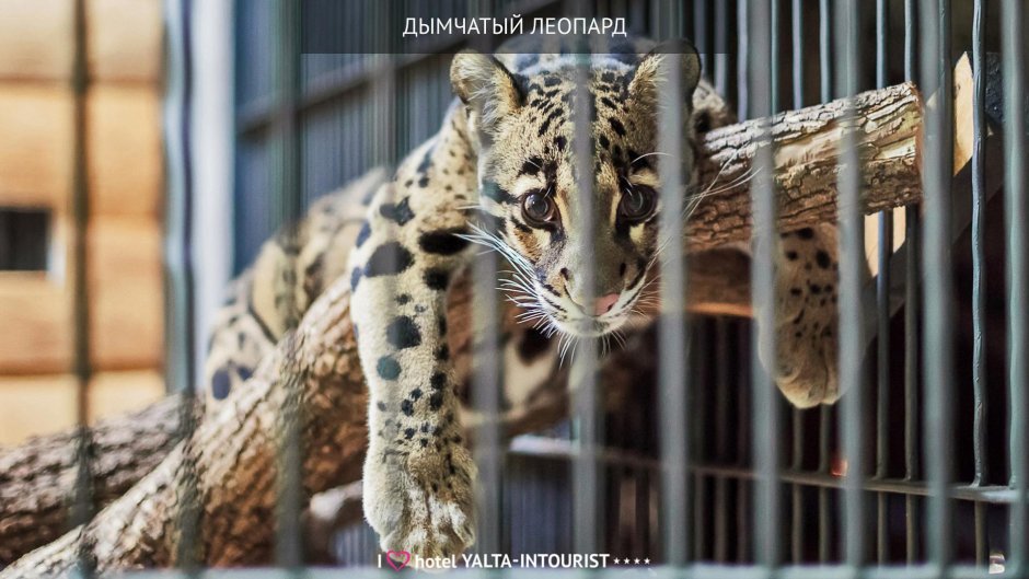 Среднеазиатский Манул