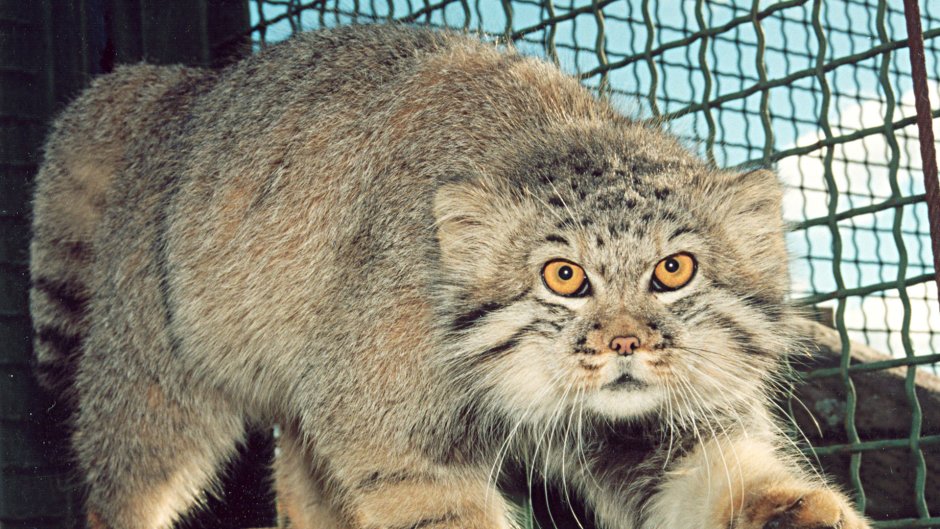 Ягуар Дикая кошка