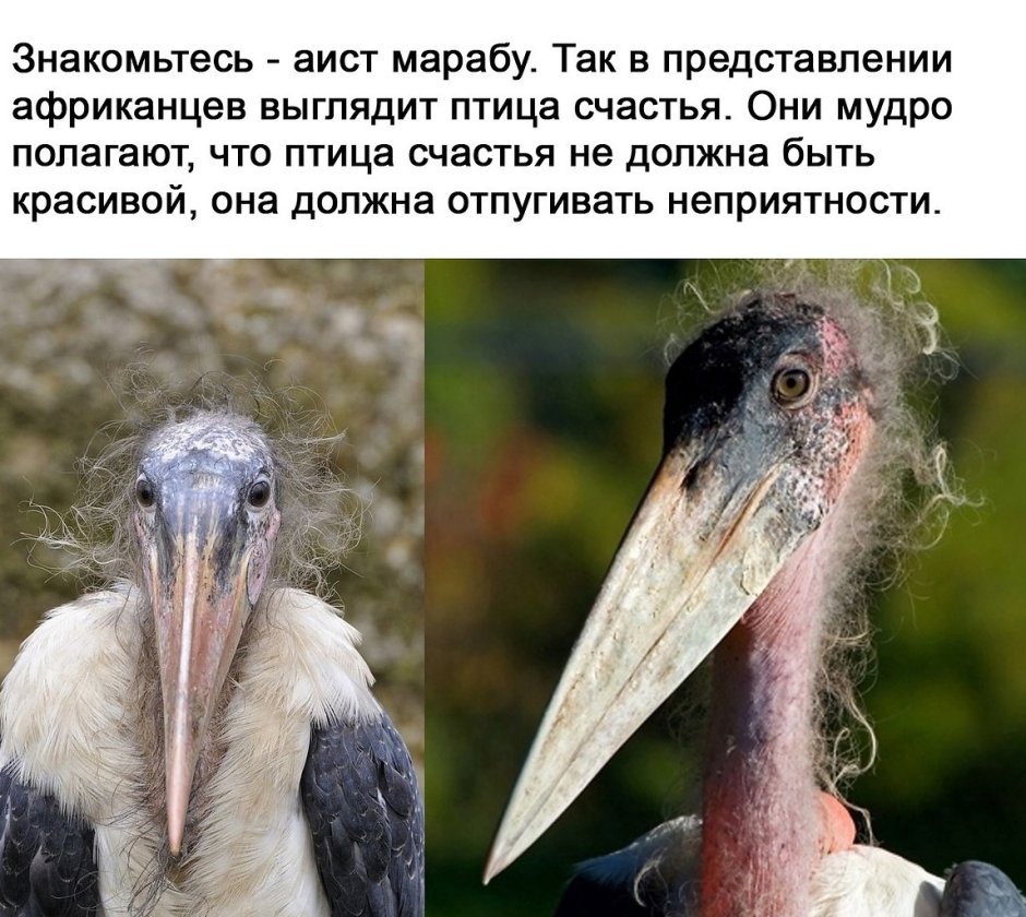 Смешная птица счастья