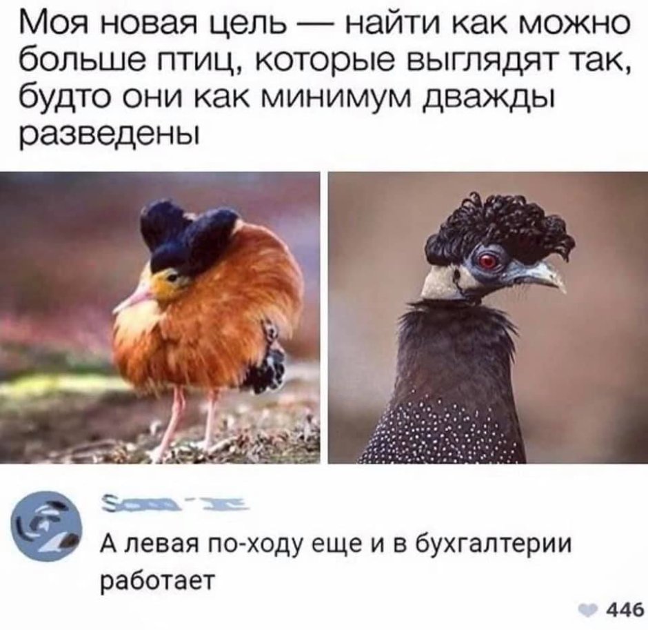 Птица бухгалтер