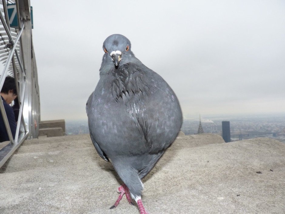 УГАРНЫЙ голубь