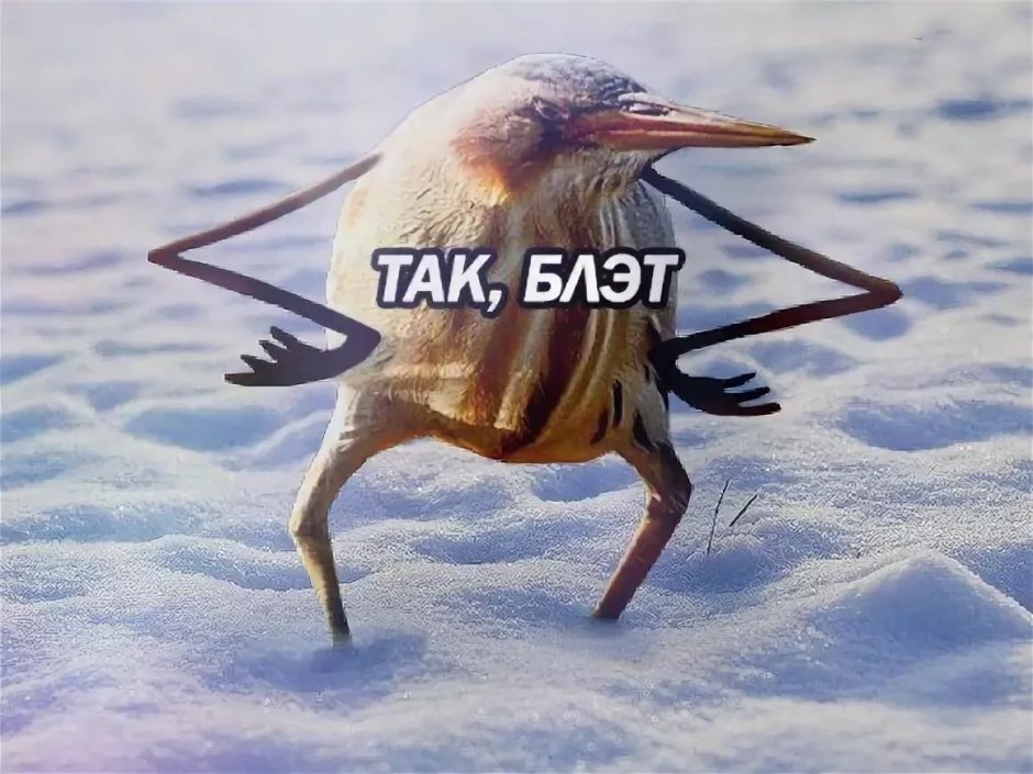 Птица так блэт