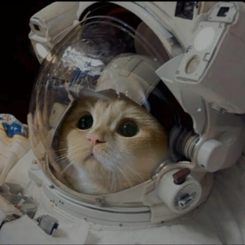 Мордочка котика в скафандре