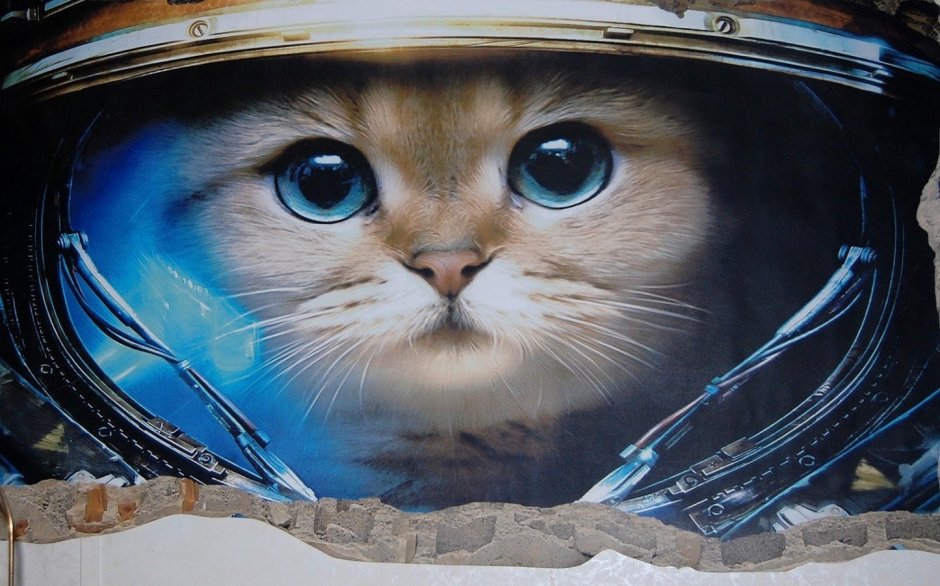 Котик в скафандре