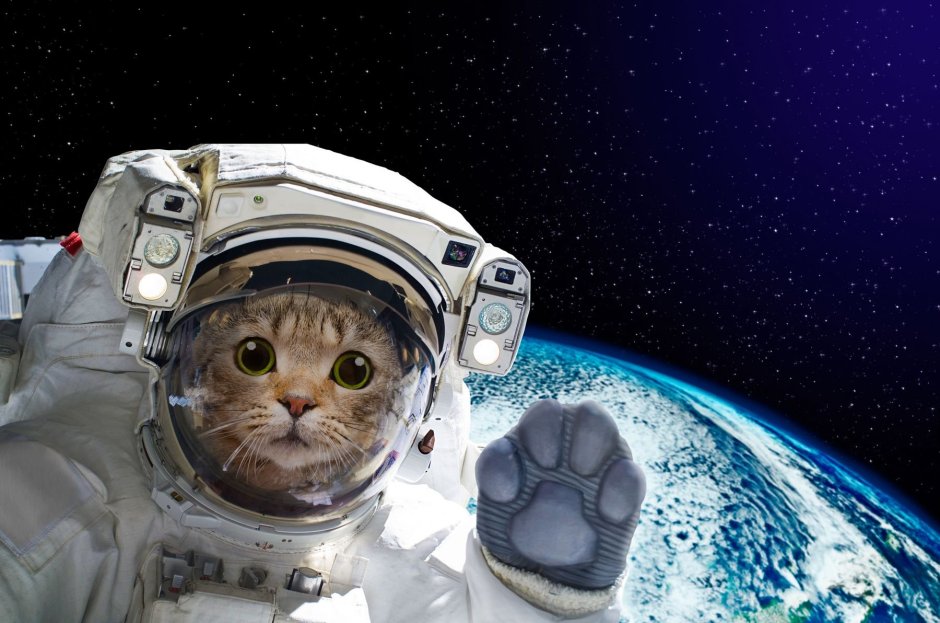 Кот в космосе