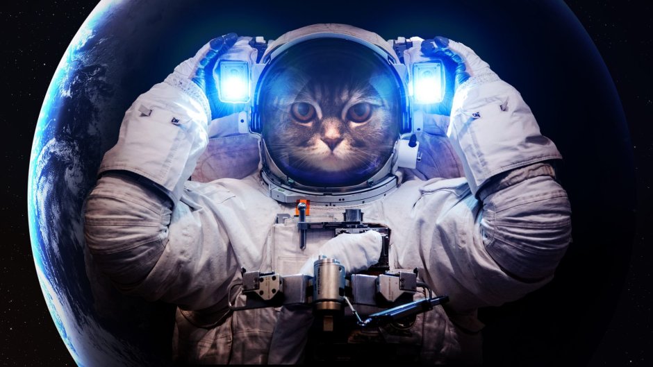 Киса в космическом костюме