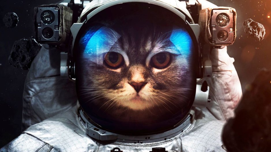 Котик в космосе