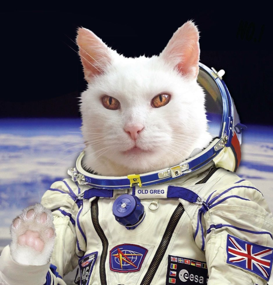 Кошка космонавт