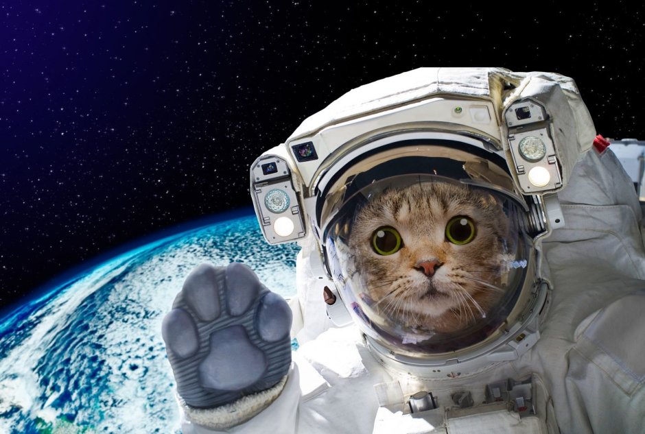 Коты космонавты