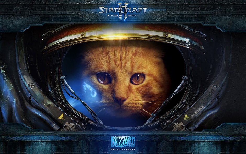 Котик старкрафт