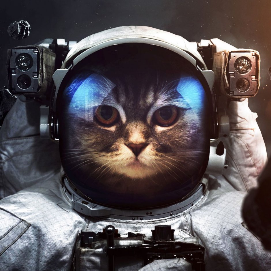 Кот в скафандре