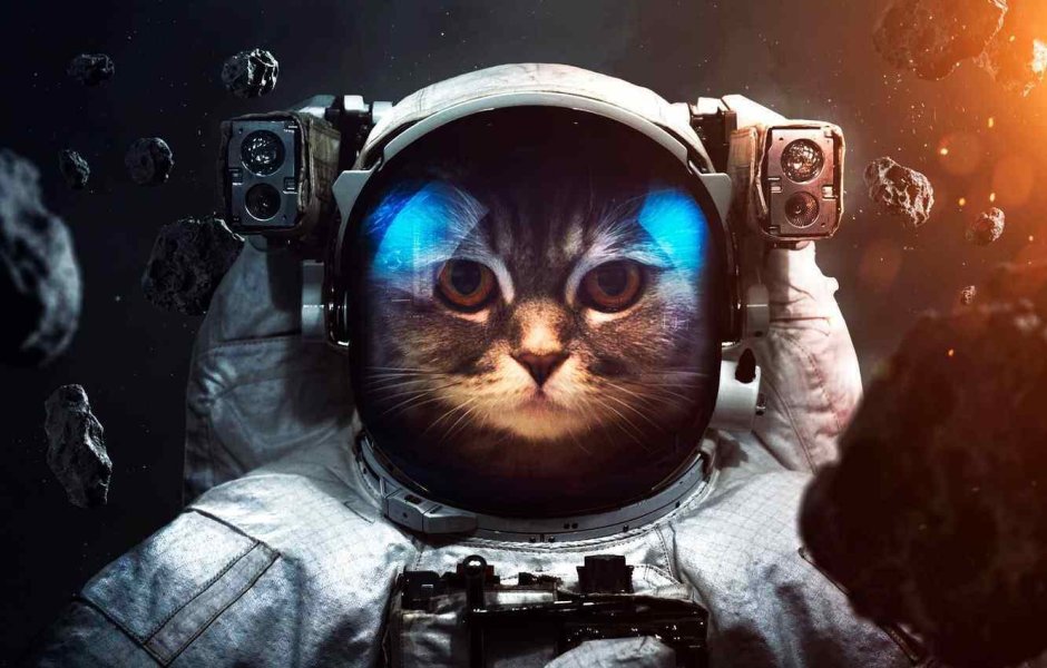 Кот космонавт