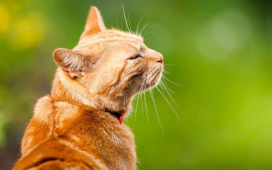 Обои коты арт