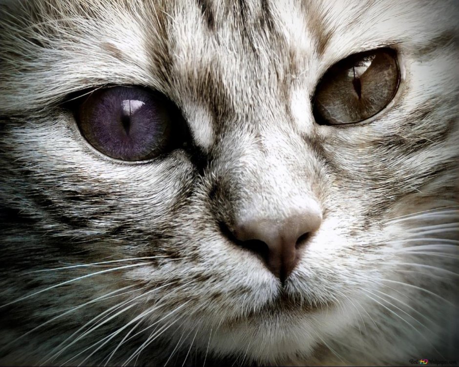 Смешной кот