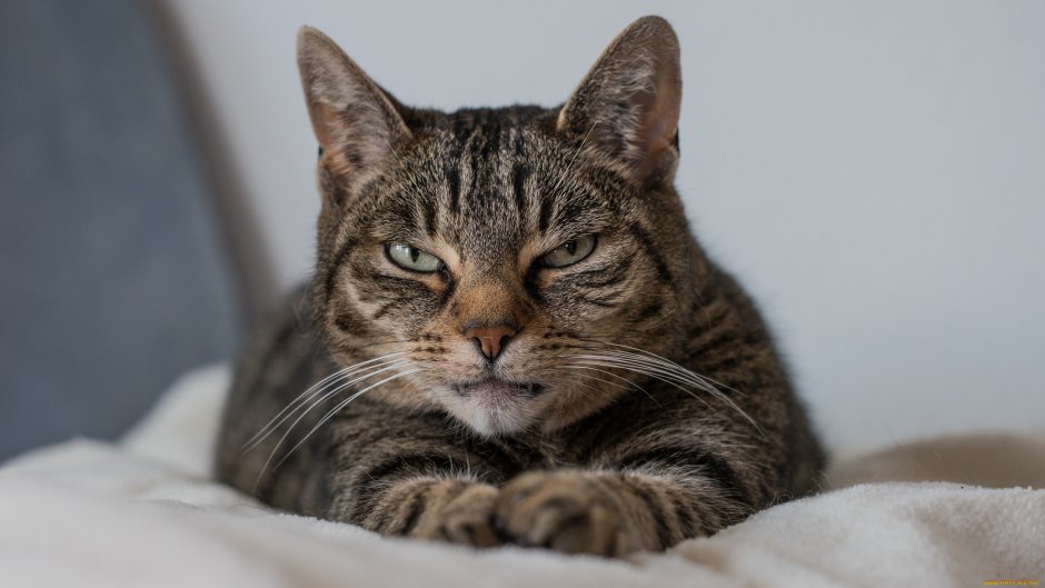 Кот Чешир