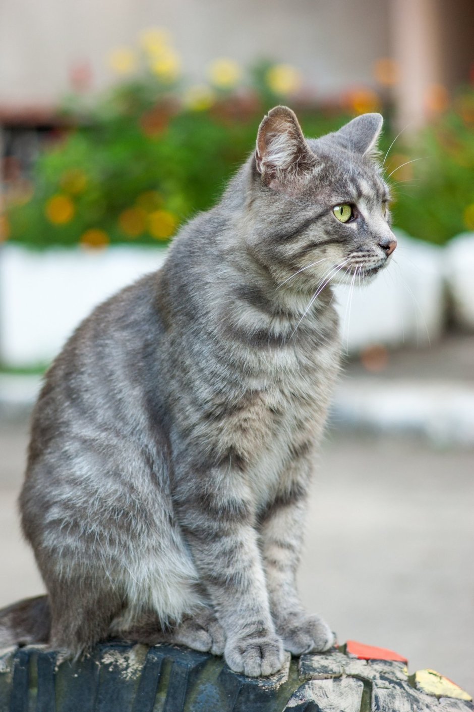 Европейская короткошерстная кошка