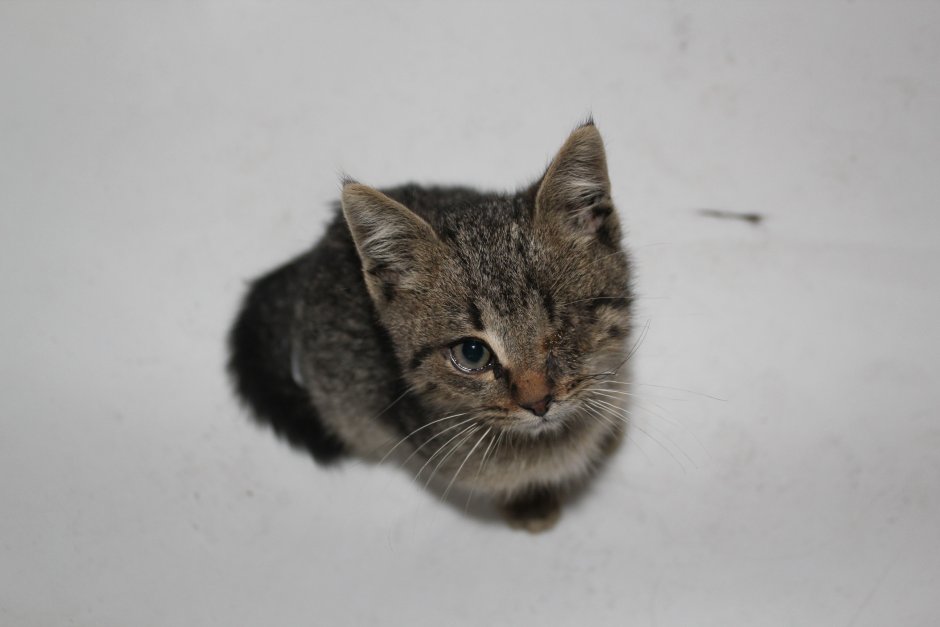 Серая кошка беспородная