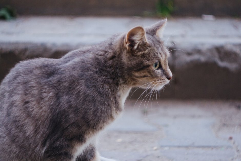 Кошки дворовые беспородные