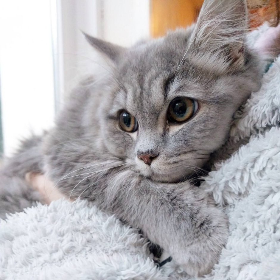 Сибирская короткошерстная кошка серая