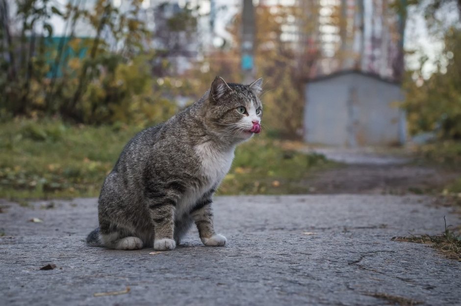 Красивые дворовые кошки