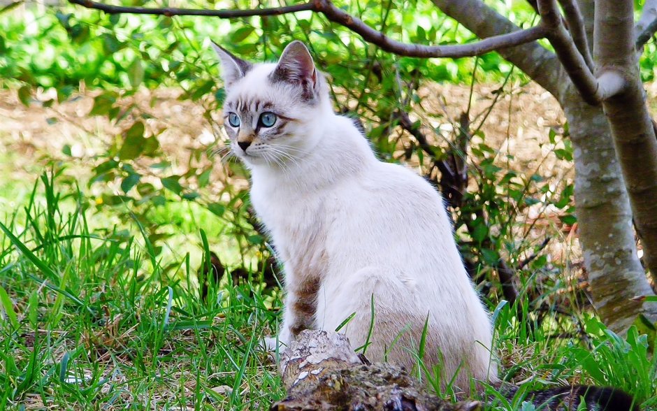 Белый сиамский кот
