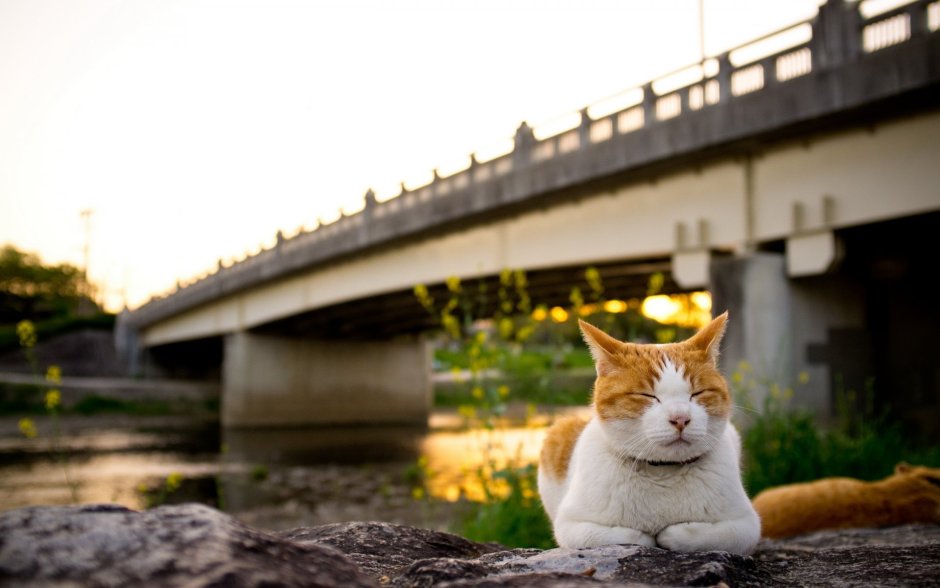 Кот лежит на улице