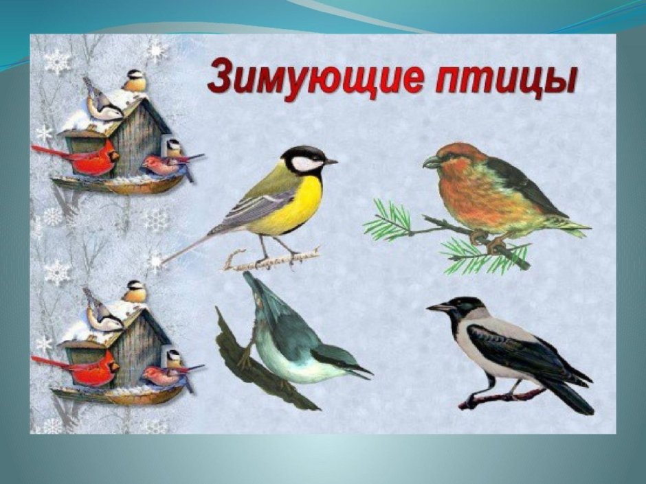 Зимующие птицы