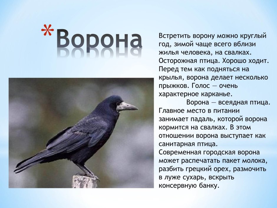Домовой Воробей описание