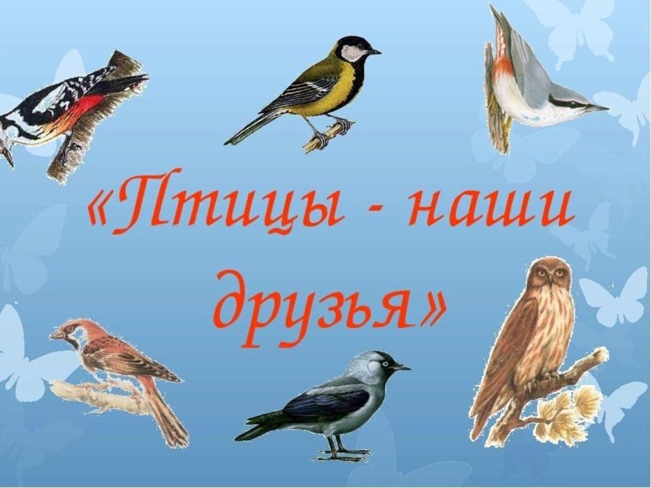 Дрозд рябинник и свиристель