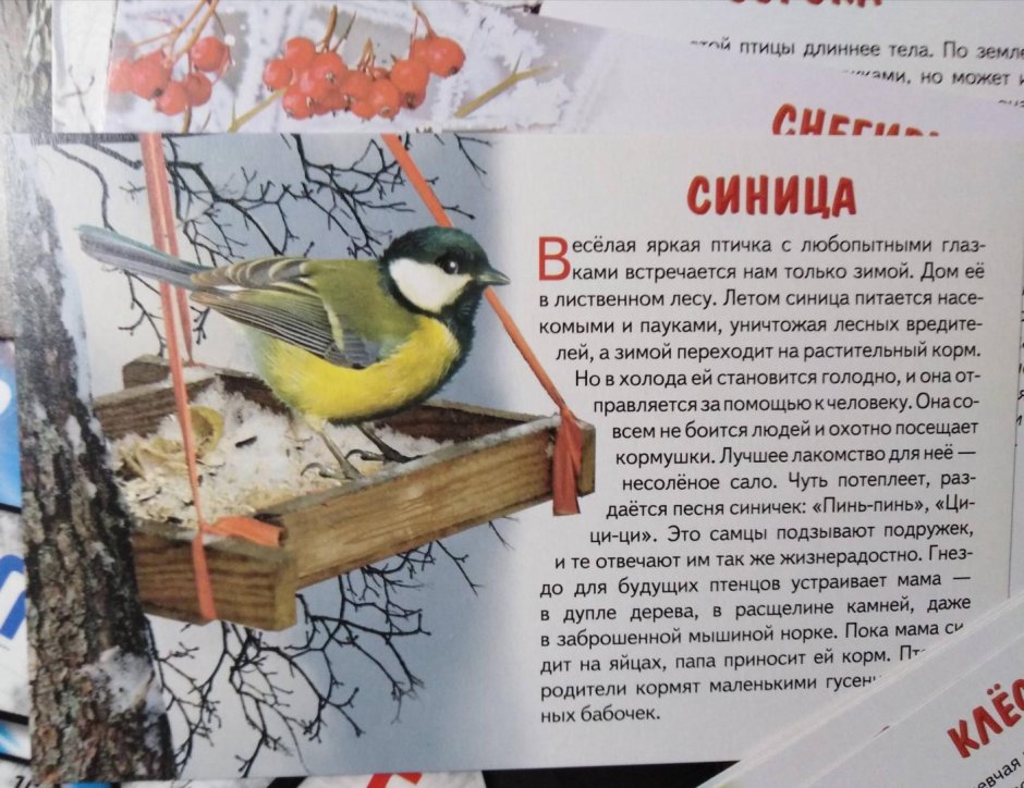 Зимующие птицы ворона, Снегирь, синица, Воробей
