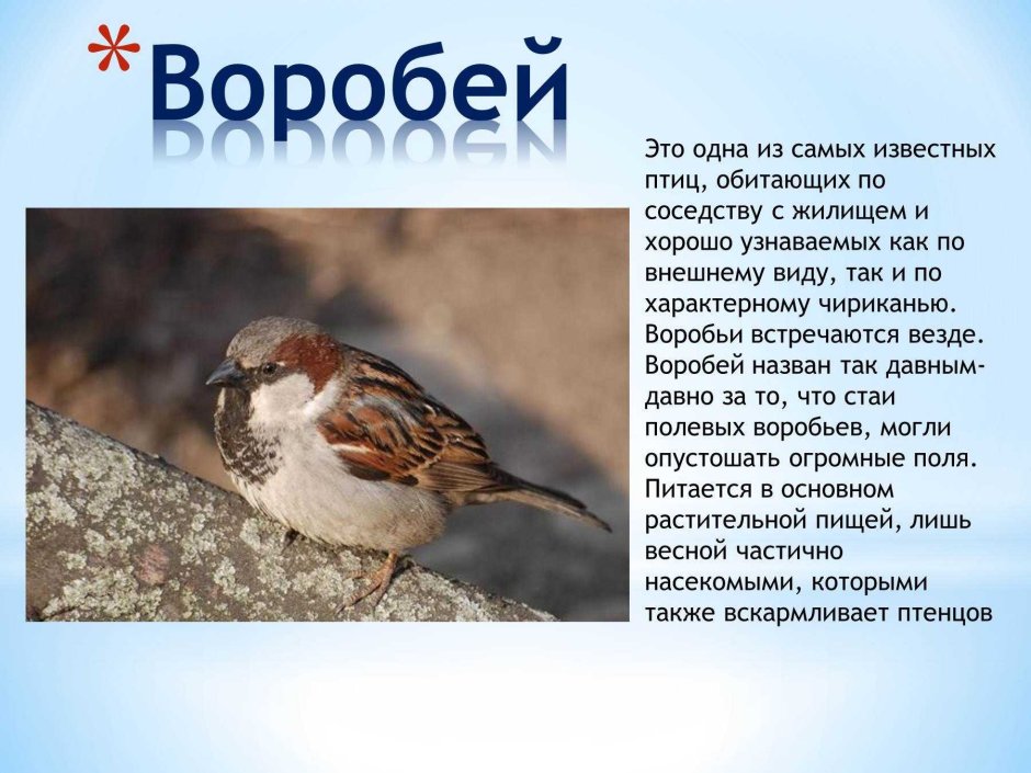 Перелетные и зимующие птицы список для детей