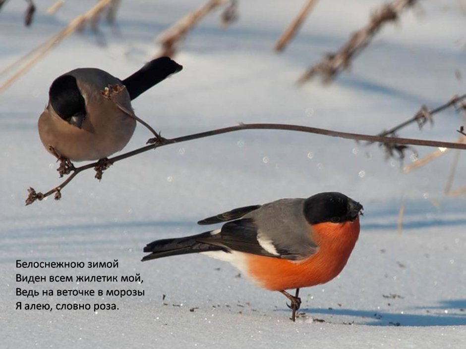Зимующие птицы Снегирь зимой