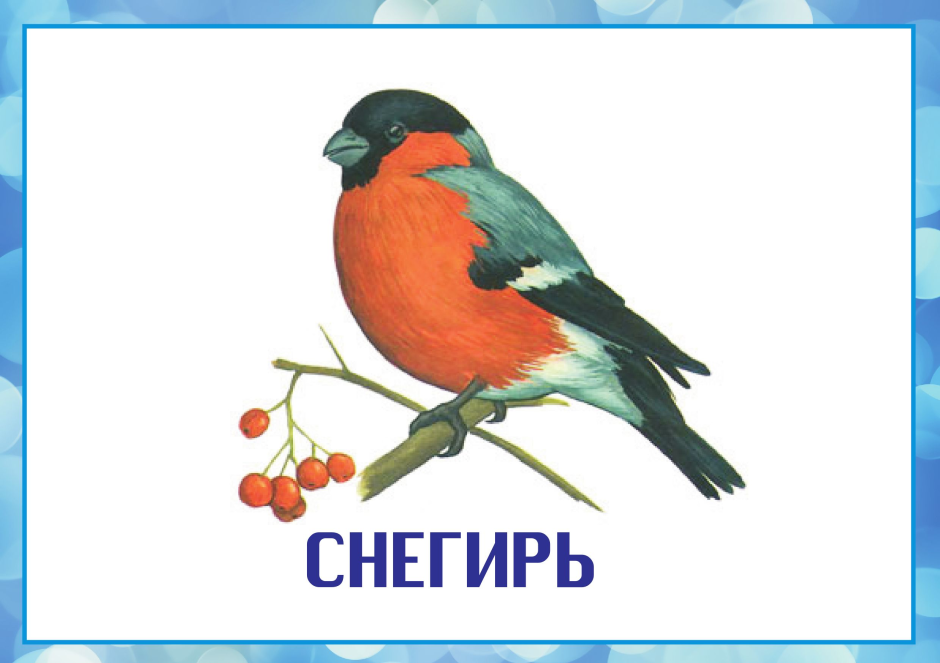 Птицы Дрозд Липецкой области