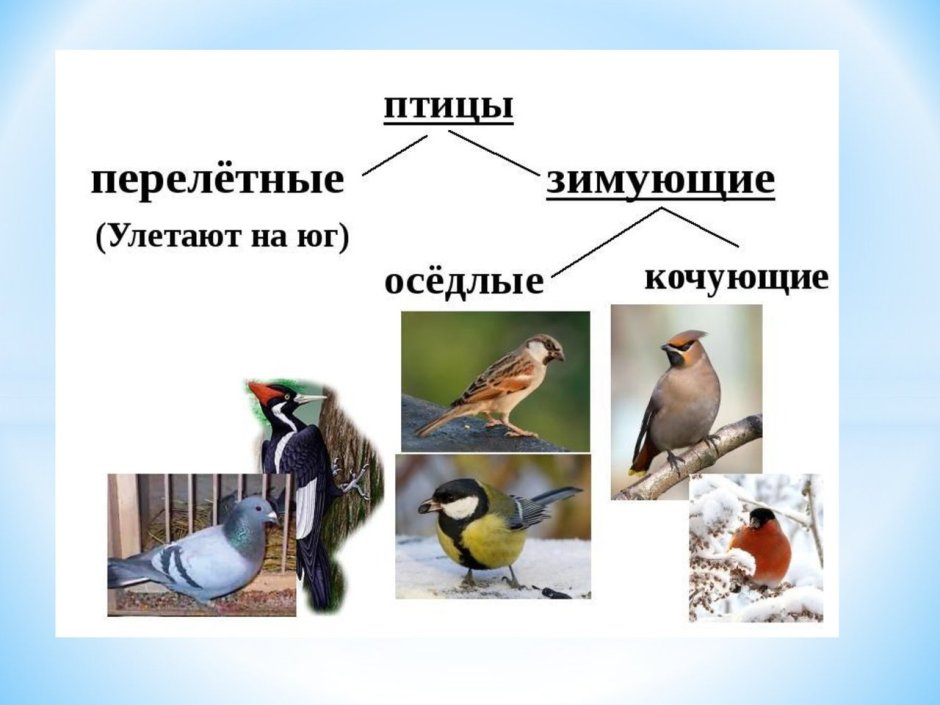 Питание зимующих птиц для детей