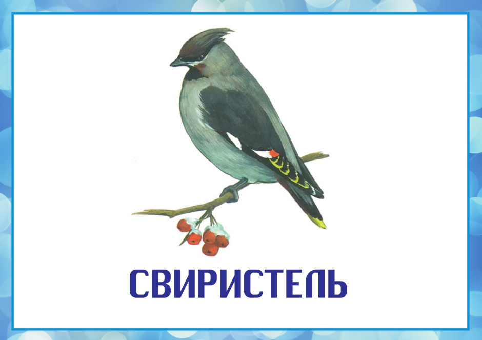 Зимующие птицы и перелетные птицы с названиями