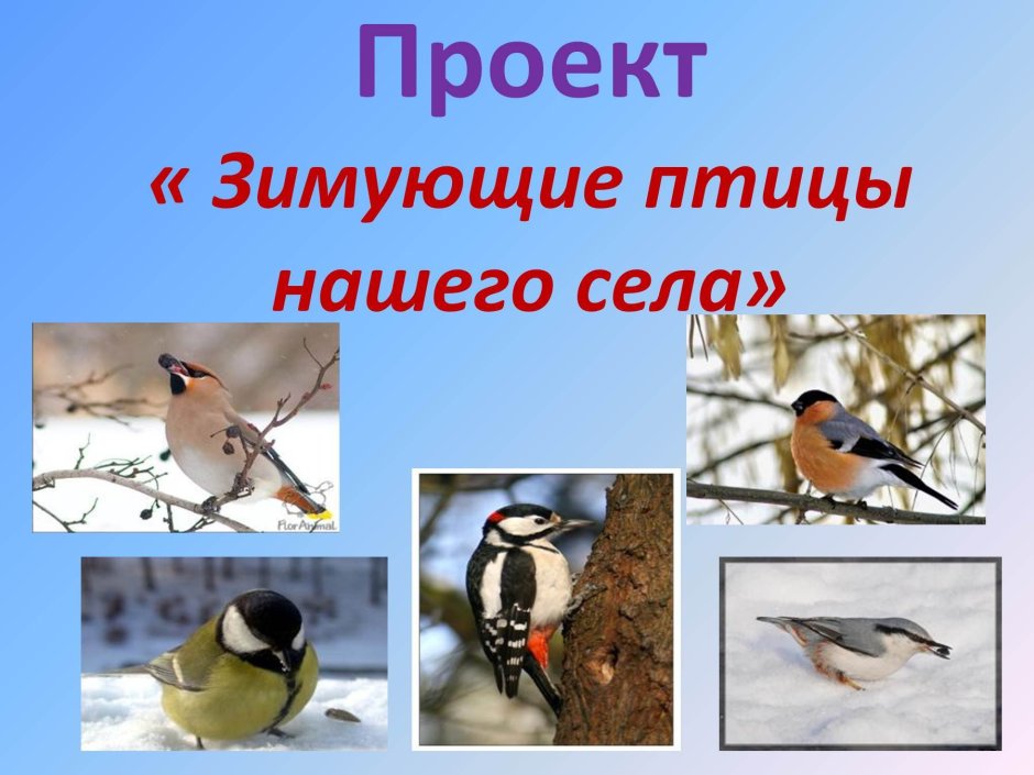 Чем кормить зимующих птиц