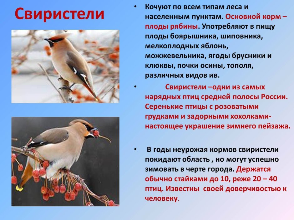 Карточки перелетные и зимующие птицы для детей