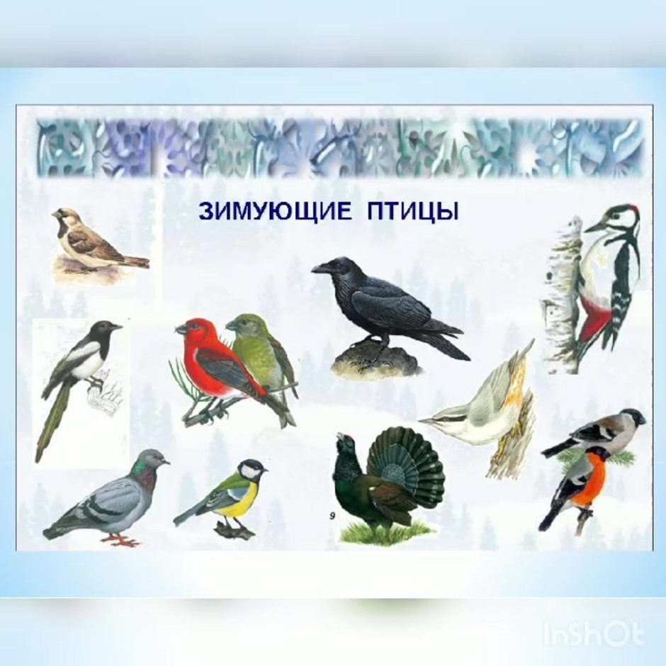 Поползень Приморский край