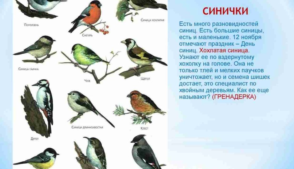 Зимующие птицы средней полосы России и названия