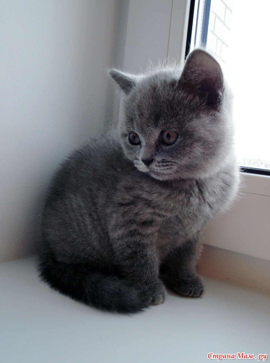 Британские котята прямоухие серые