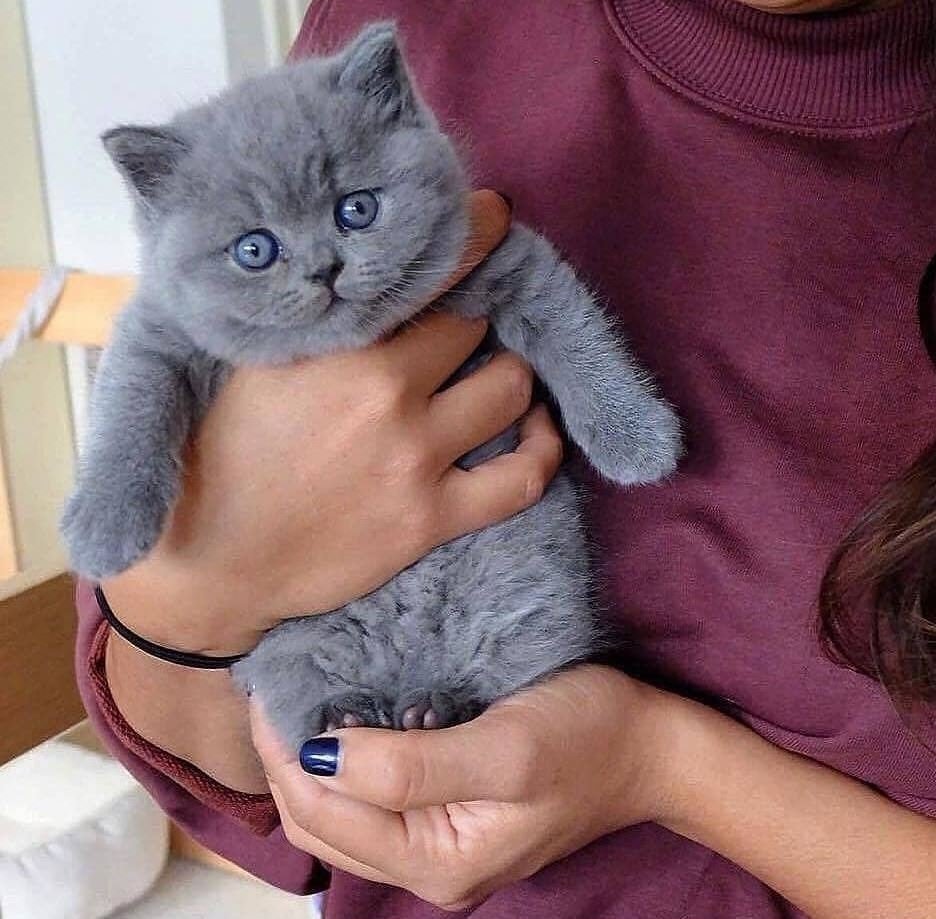 Британские котята страйт голубые