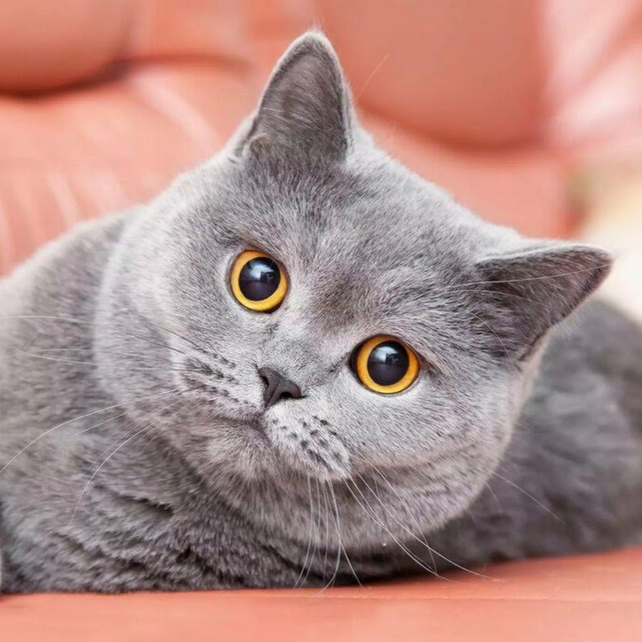 Британский короткошерстный прямоухий