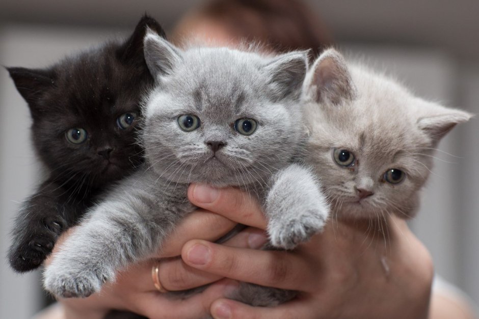 Британские котята скоттиш страйт