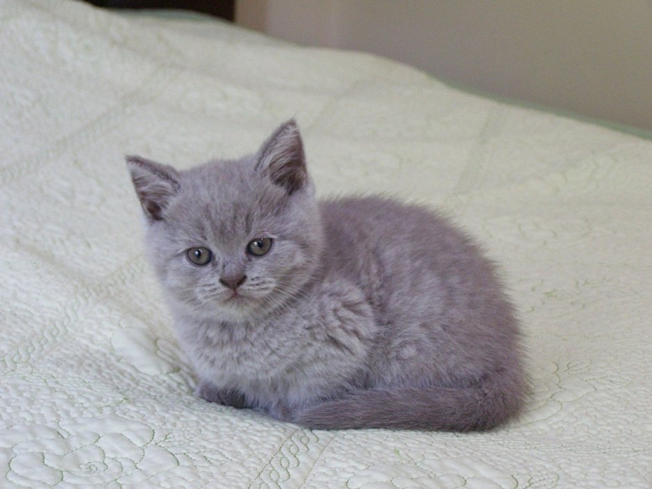 Британец кот прямоухие