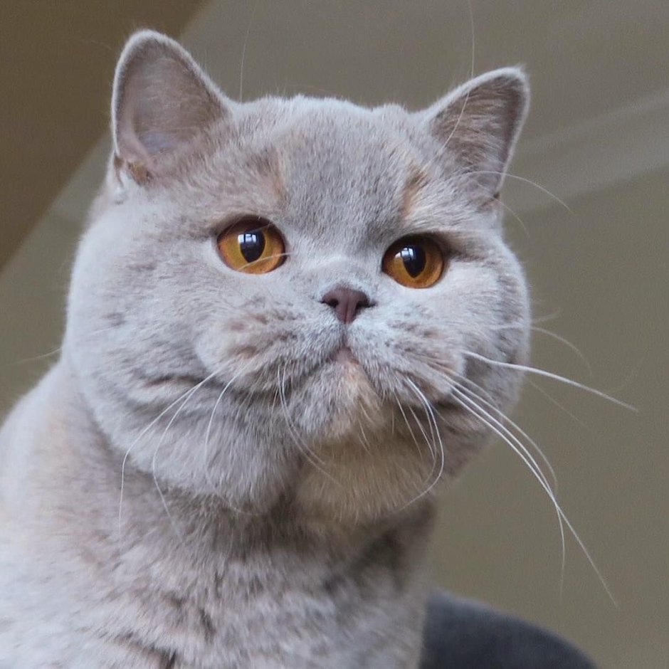 Недовольный британец