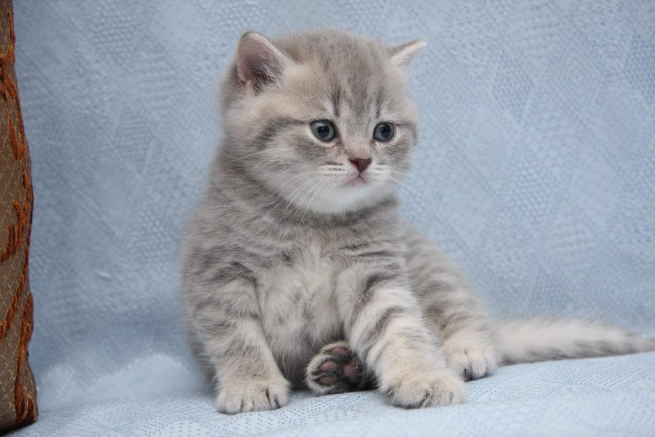 Шотландские прямоухие котята вискас