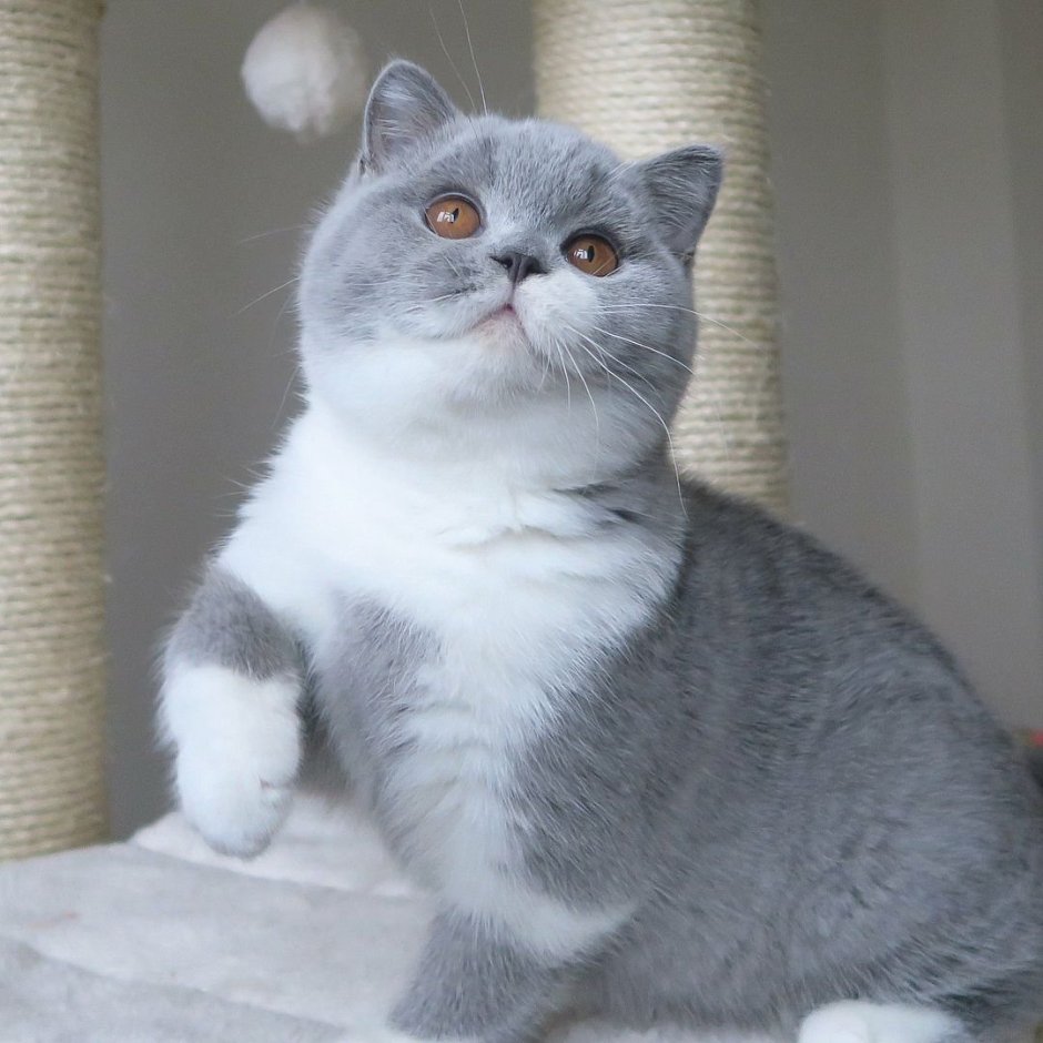 Кошка Шотландская прямоухая короткошерстная серая