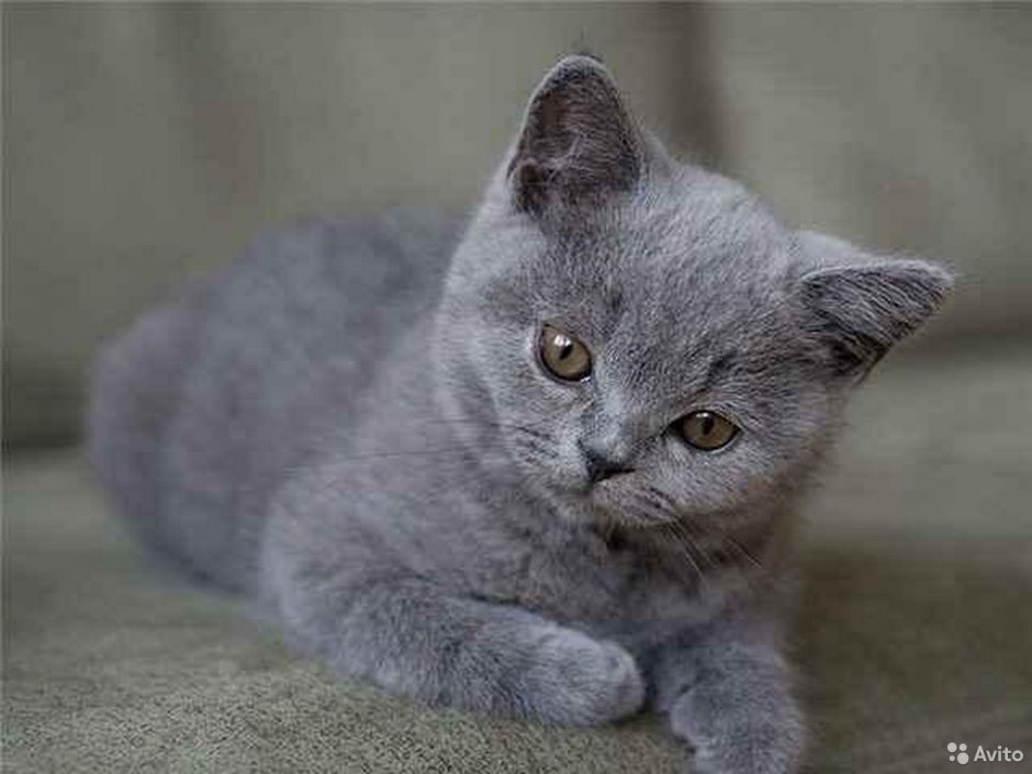 Шотландская кошка прямоухая серая