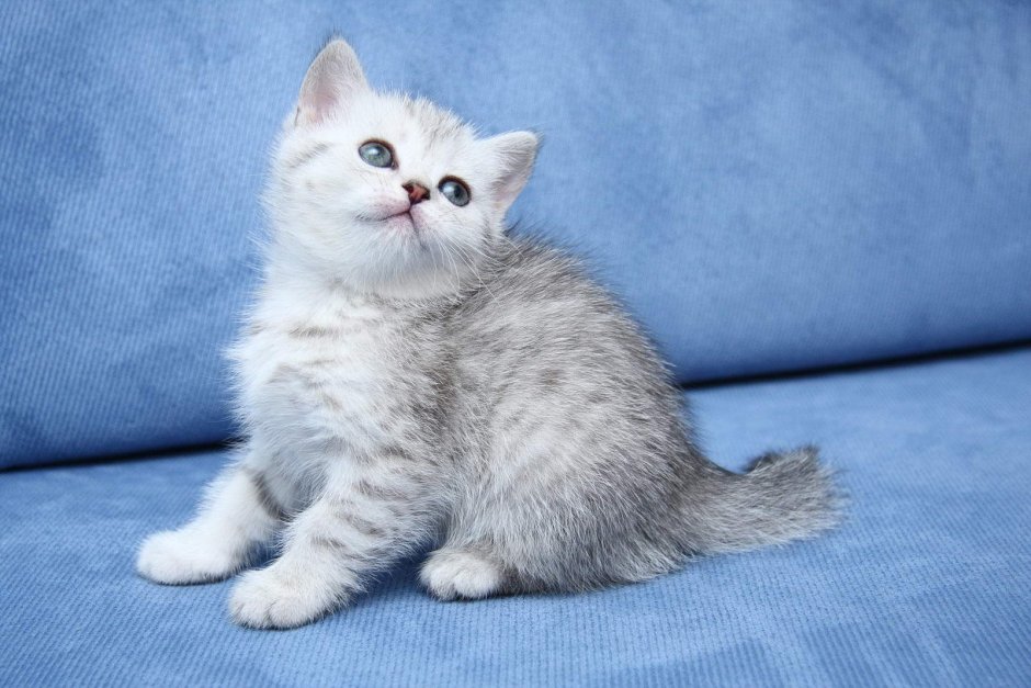 Британец прямоухий котенок